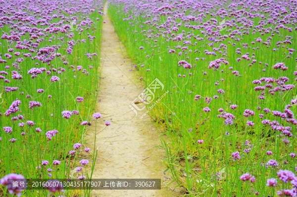 馬鞭草,花間小路,花海