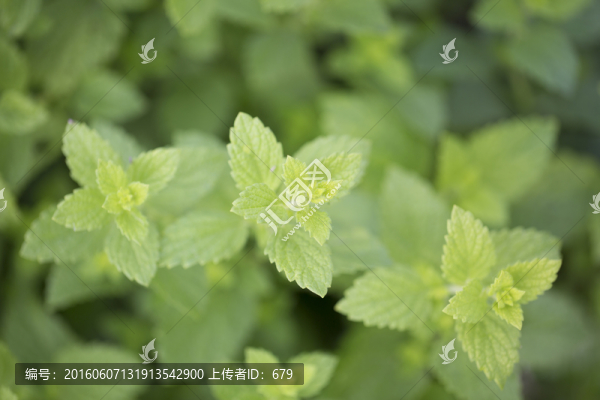 香料薄荷