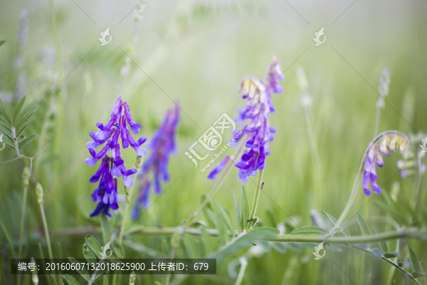苕子花