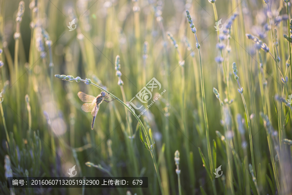 薰衣草,蜻蜓
