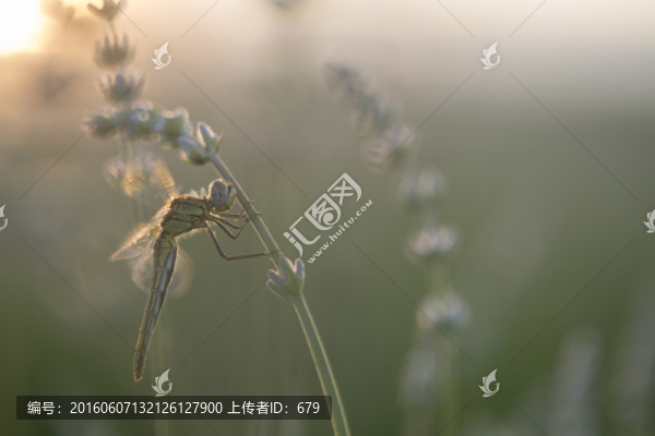 蜻蜓,薰衣草