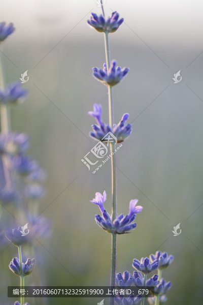 薰衣草