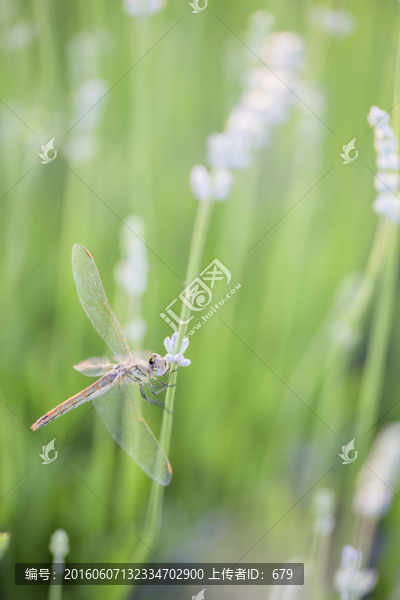 薰衣草,蜻蜓