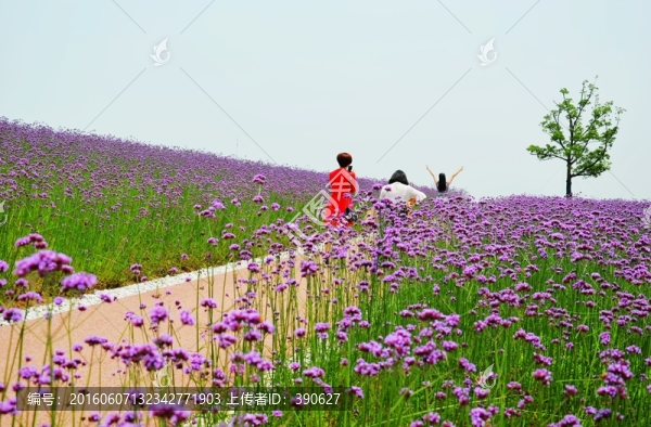 紫色花海,馬鞭草,人像