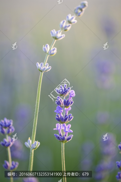 薰衣草