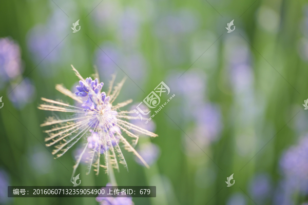 薰衣草