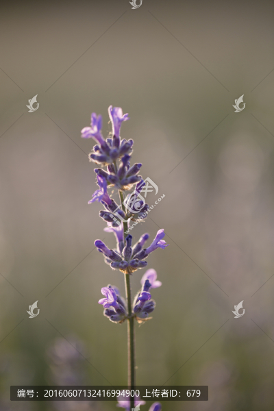 薰衣草