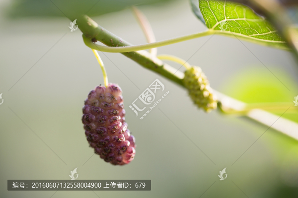 桑葚子