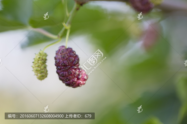 桑葚