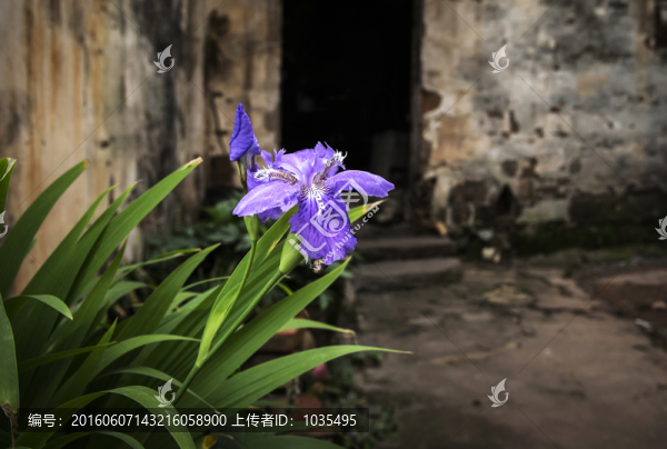 紫色鳶尾花