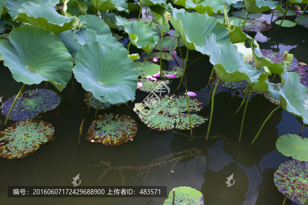 荷塘