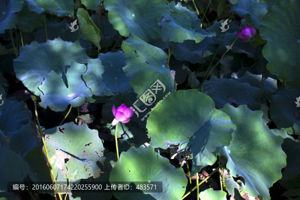 荷塘