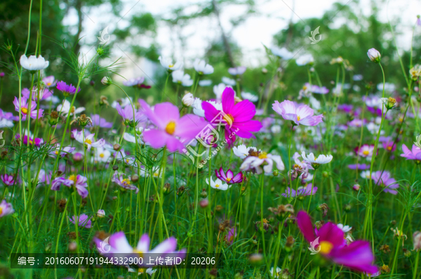 格桑花,波期菊