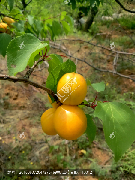 油杏