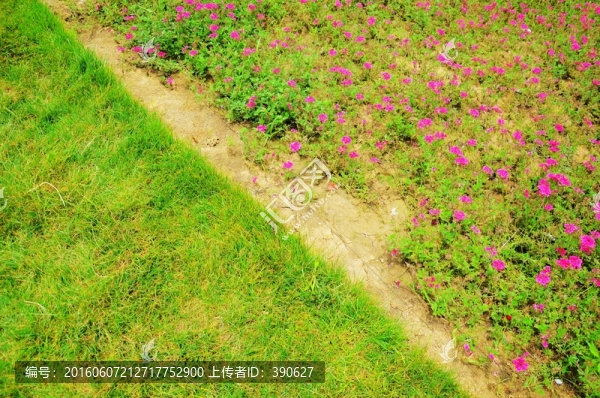花草