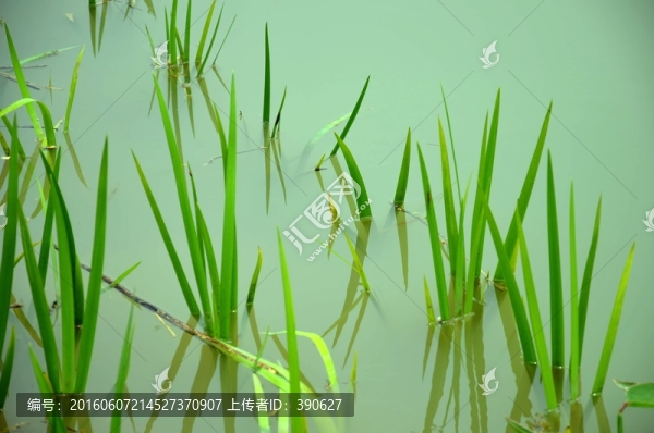 水草
