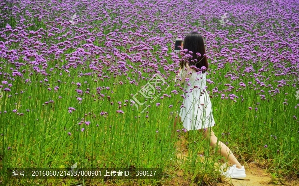 花海里自拍的女孩