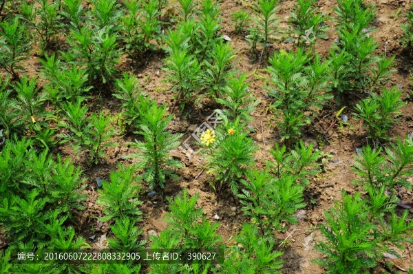 花草