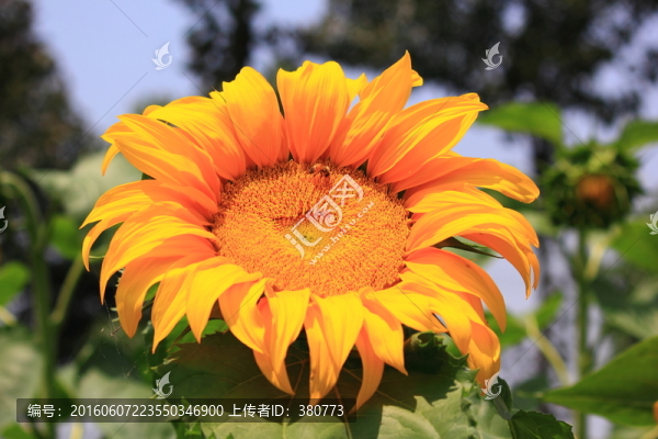 向日葵