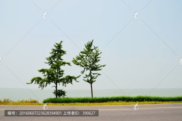 兩棵樹,太湖邊的樹