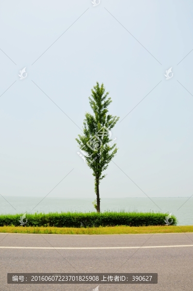 一棵樹