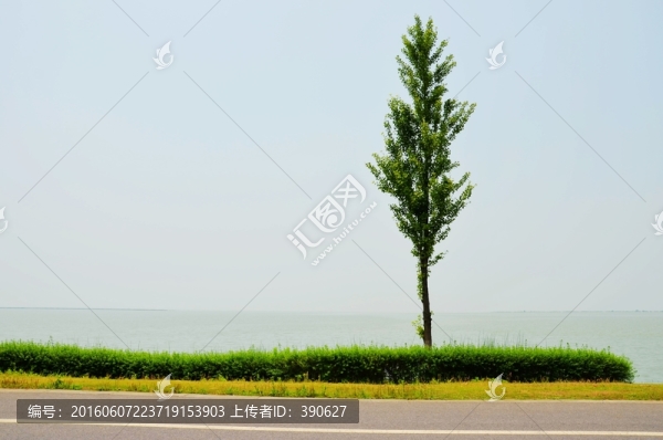 一棵樹