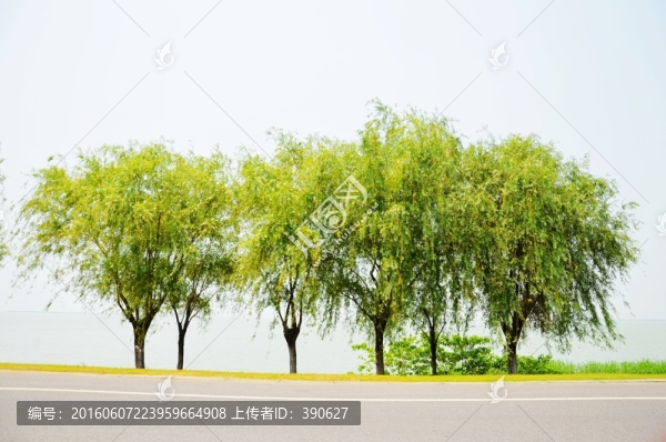 太湖邊上的柳樹