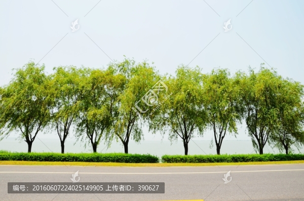 一排柳樹