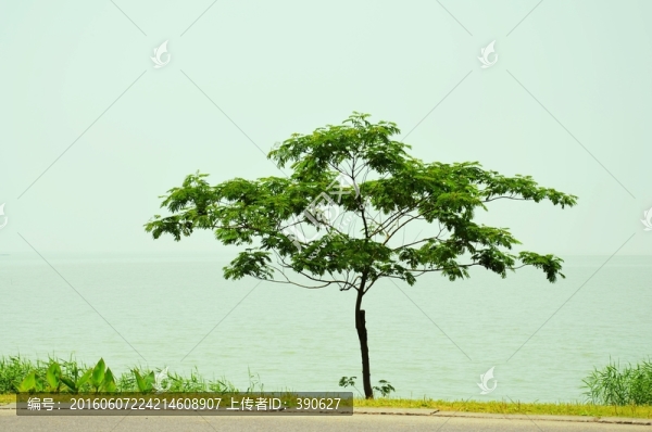 一棵樹