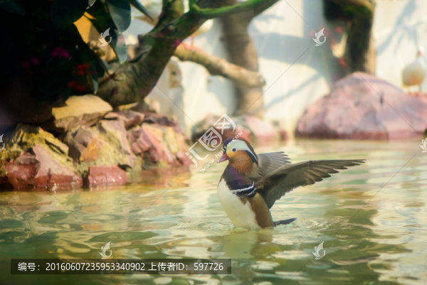 鴛鴦戲水