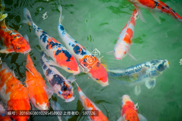 錦鯉