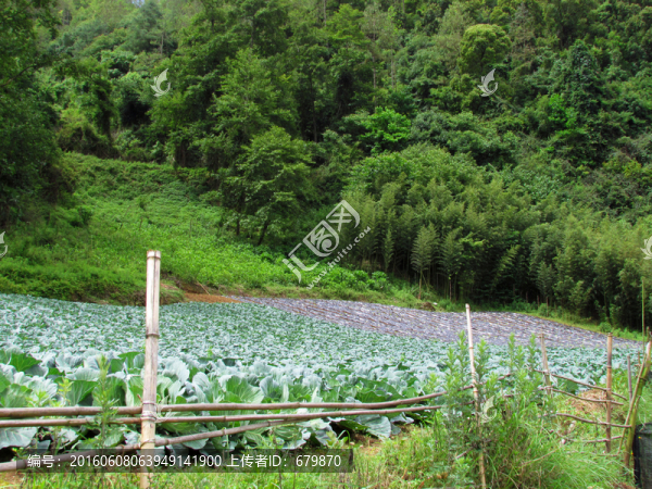 大山里的菜園
