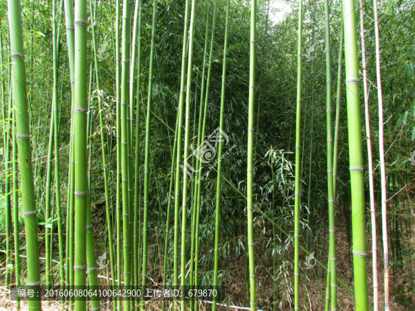 竹林