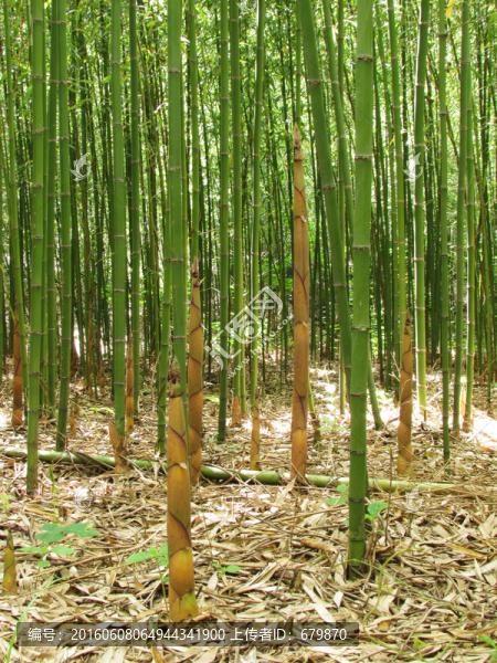 竹林