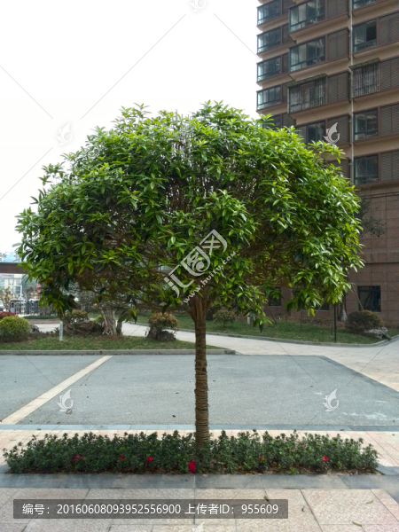 綠色植物