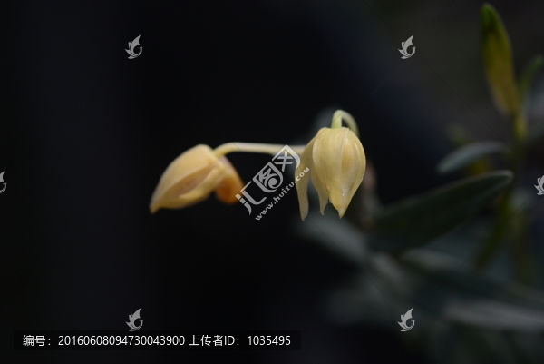 鐵皮石斛的花