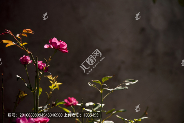 月季花