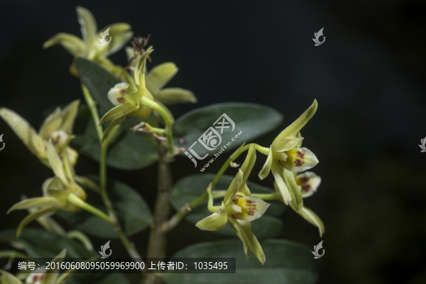 鐵皮石斛的花