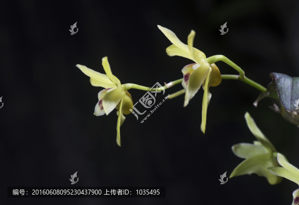 鐵皮石斛的花