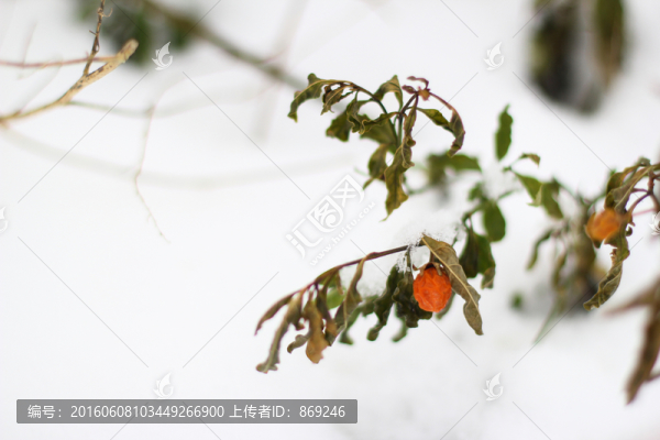 冬珊瑚,雪地里的冬珊瑚