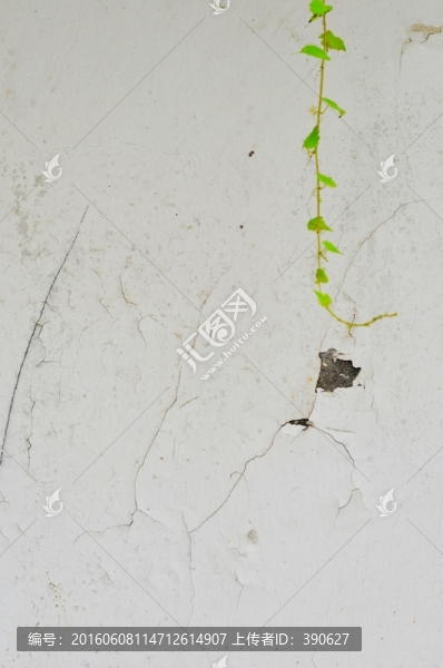 植物墻