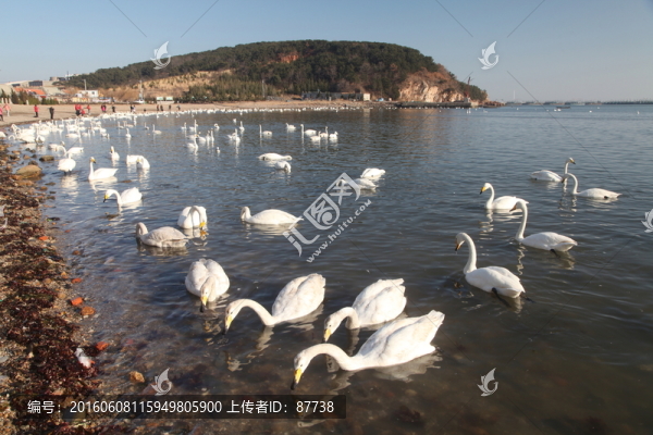 天鵝
