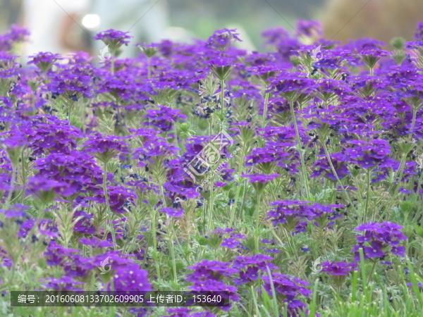 鼠尾草