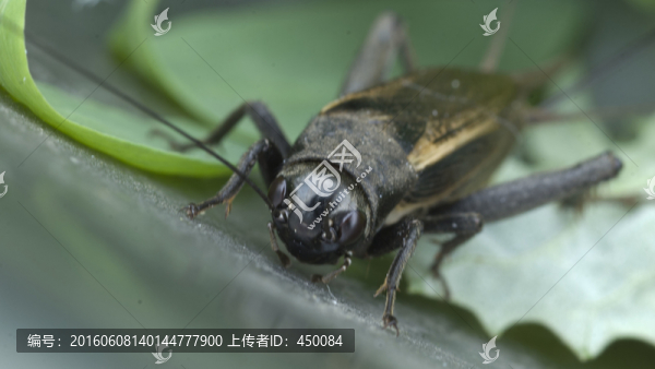 蟋蟀
