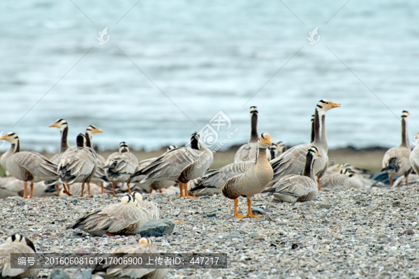 青海湖鳥島