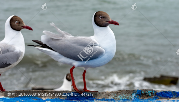 青海湖鳥島