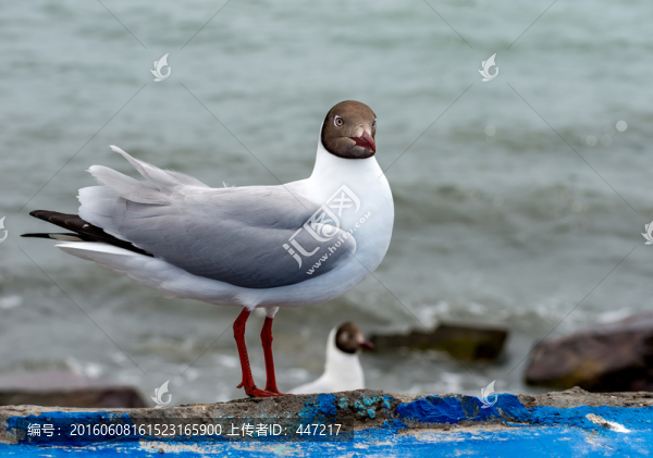 青海湖鳥島