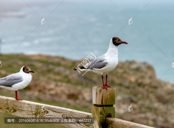 青海湖鳥島