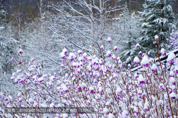 杜鵑花雪景