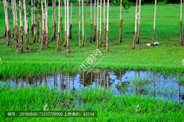 濕地公園,樹(shù)木,倒影